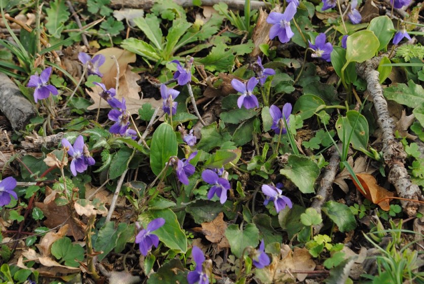 Viola? si, Viola alba