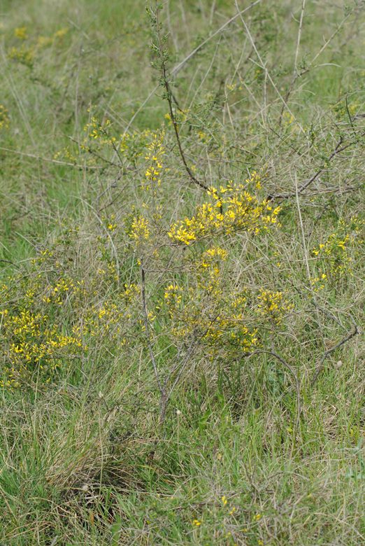 Genista januensis / Ginestra genovese
