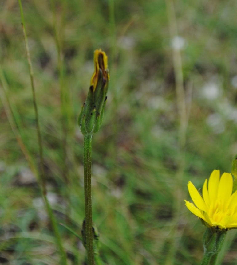 Scorzonera cana (=Podospermum canum) / Scorzanera delle argille