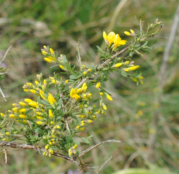 Genista januensis / Ginestra genovese