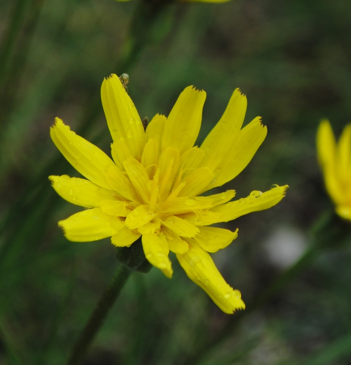 Scorzonera cana (=Podospermum canum) / Scorzanera delle argille