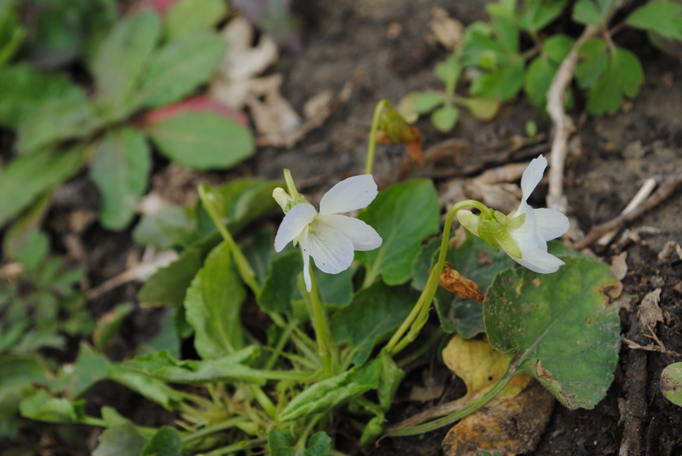 Viola? si, Viola alba