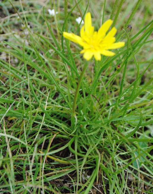 Scorzonera cana (=Podospermum canum) / Scorzanera delle argille