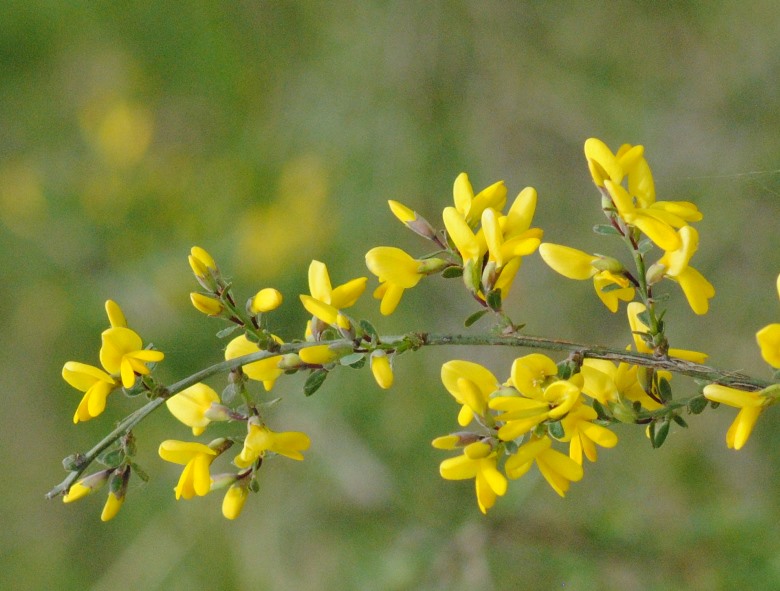 Genista januensis / Ginestra genovese