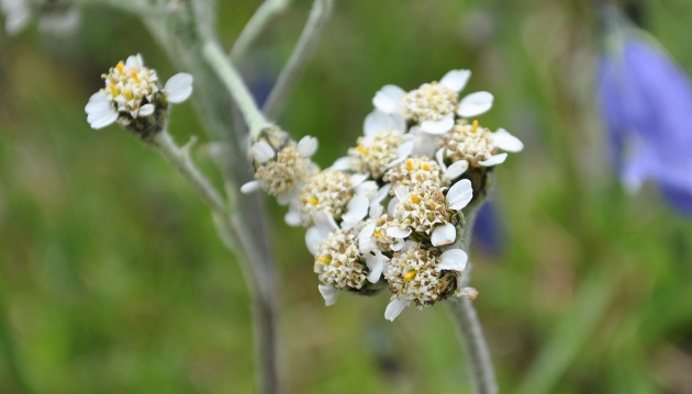 Achillea clavennae?