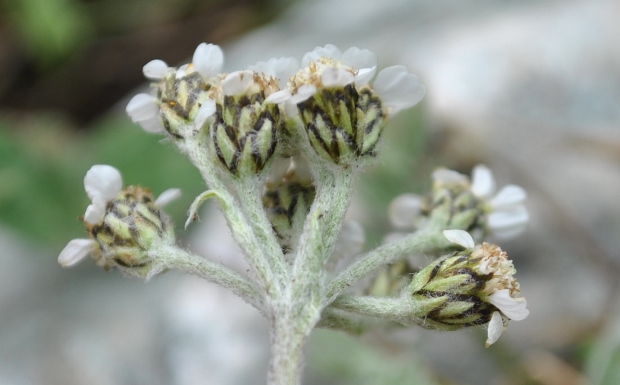 Achillea clavennae?