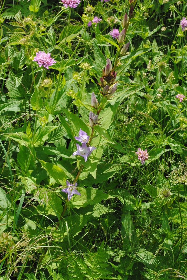 Campanula latifolia / Campanula maggiore