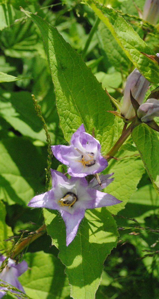 Campanula latifolia / Campanula maggiore