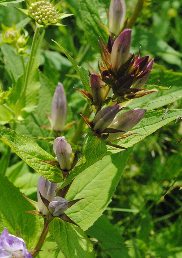 Campanula latifolia / Campanula maggiore