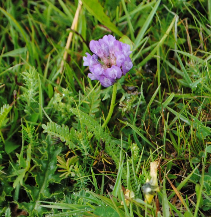 Leguminosa? Astragalus danicus