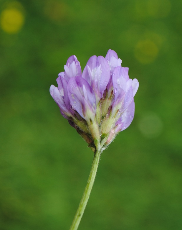 Leguminosa? Astragalus danicus