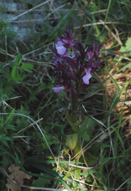 ibrido tra Anacamptis papilionacea e morio