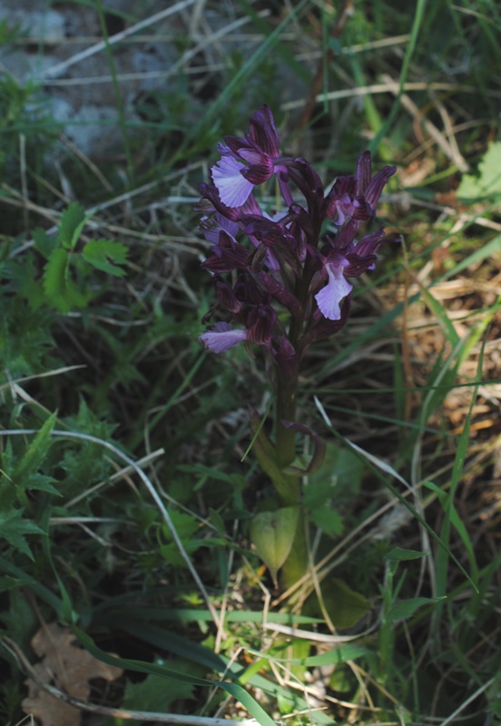 ibrido tra Anacamptis papilionacea e morio