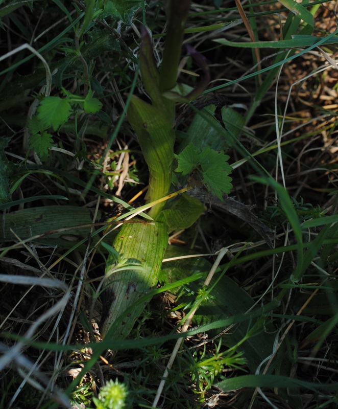 ibrido tra Anacamptis papilionacea e morio