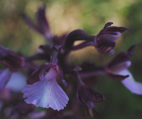 ibrido tra Anacamptis papilionacea e morio