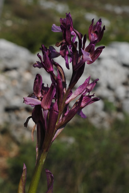 ibrido tra Anacamptis papilionacea e morio