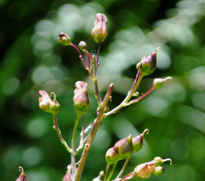 Scrophularia