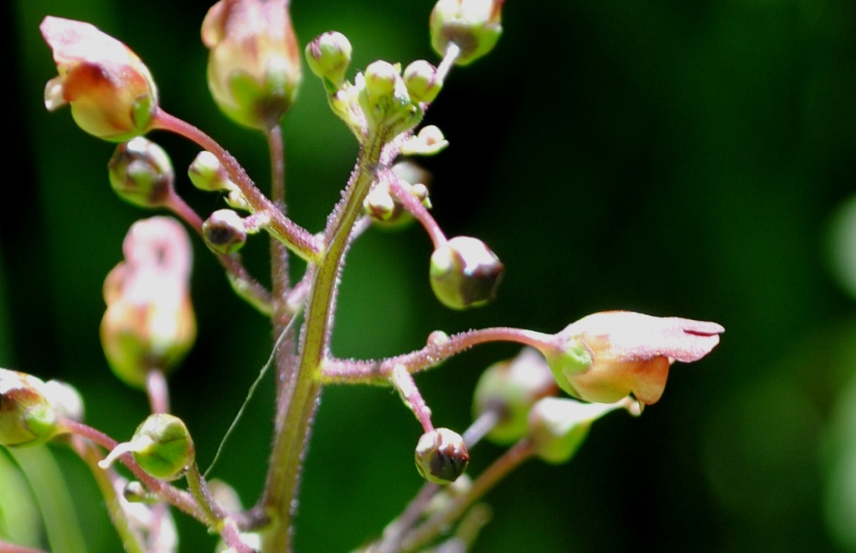 Scrophularia