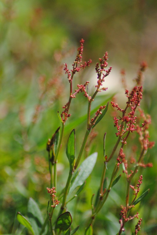 Rumex acetosella / Romice acetosella