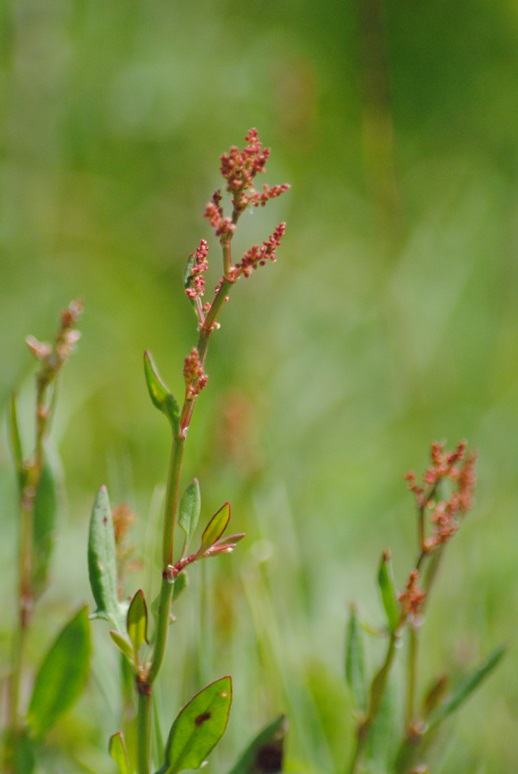 Rumex acetosella / Romice acetosella