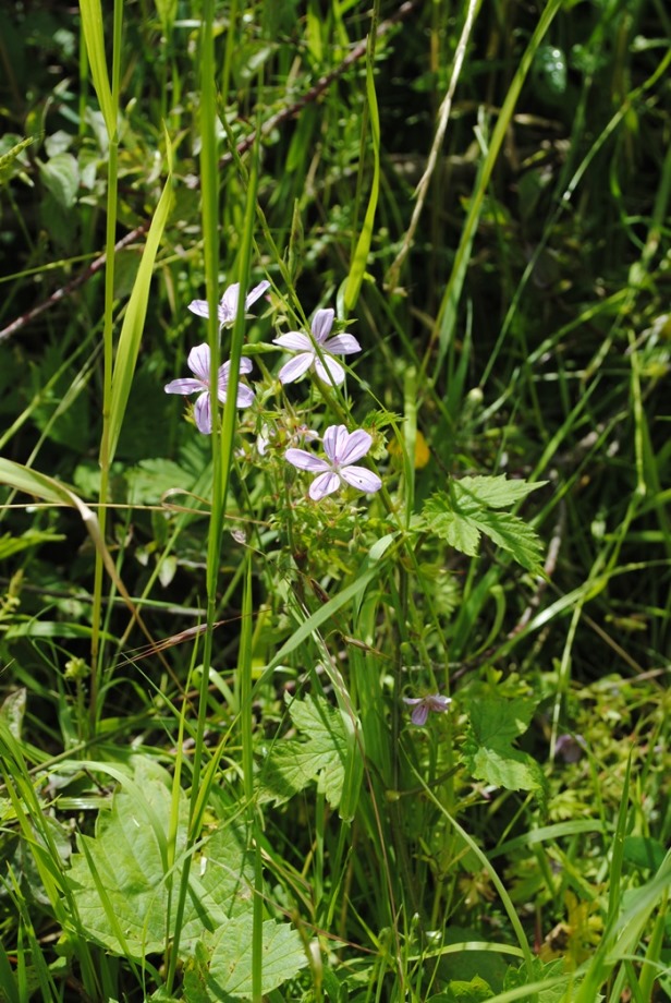 Geranium asphodeloides / Geranio a radice dAsfodelo