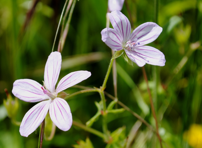 Geranium asphodeloides / Geranio a radice dAsfodelo