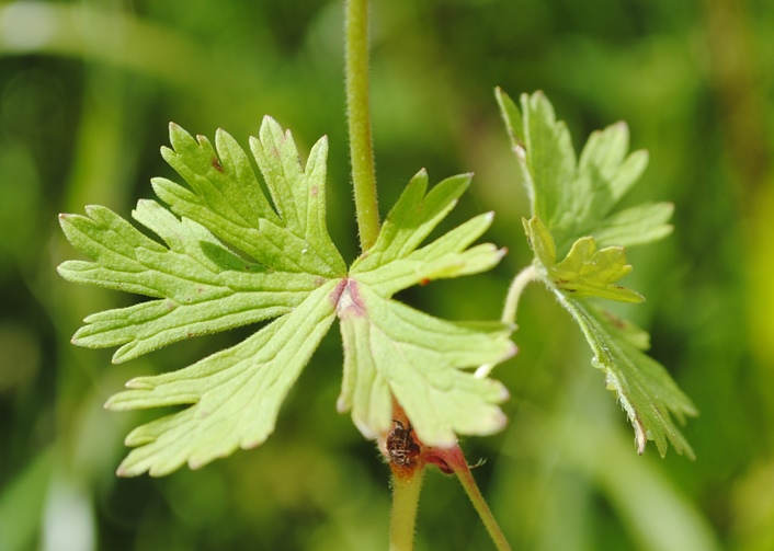Geranium asphodeloides / Geranio a radice dAsfodelo