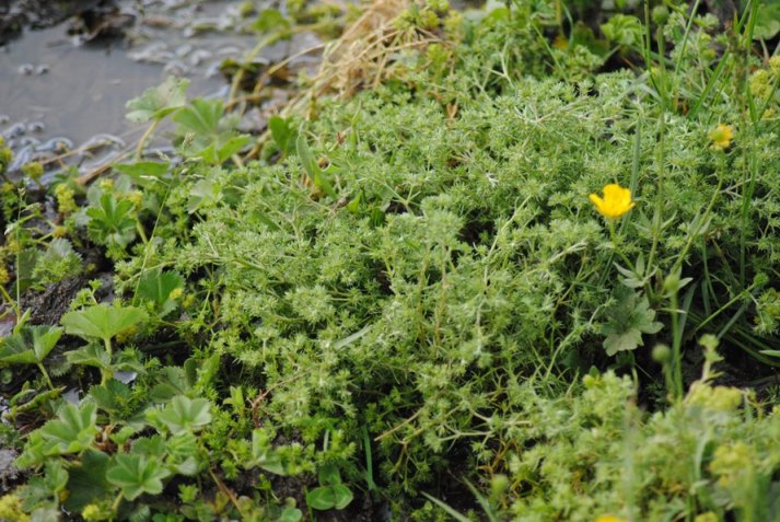 Scleranthus polycarpos