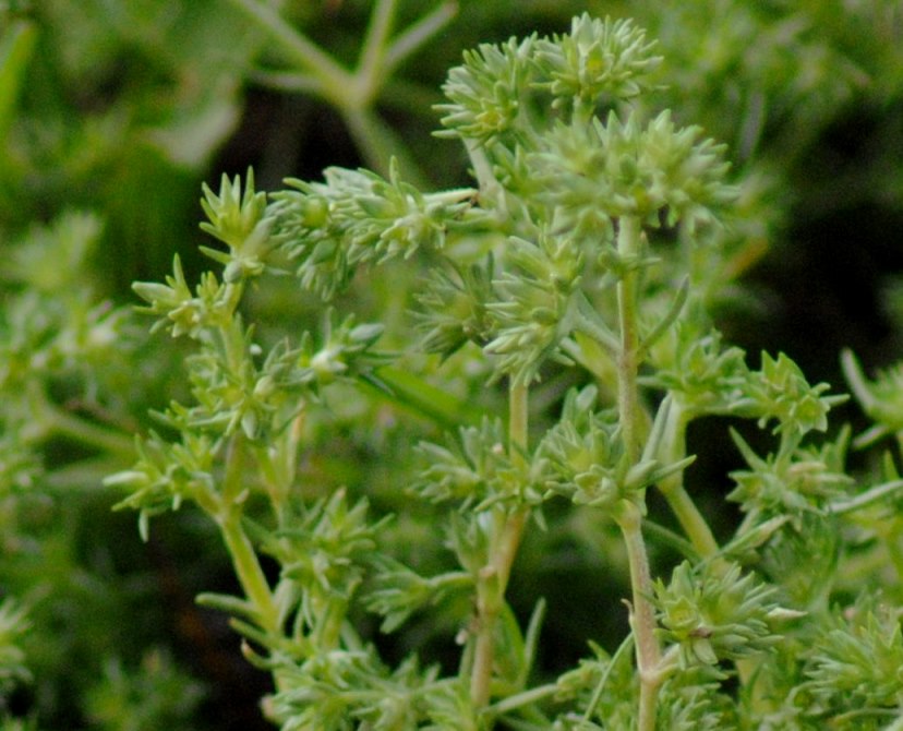 Scleranthus polycarpos