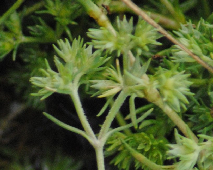 Scleranthus polycarpos