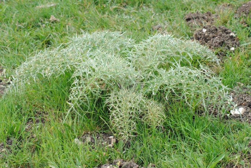 Cynara cardunculus subsp. cardunculus / Carciofo selvatico