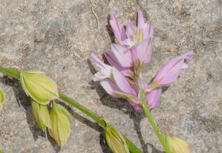 Polygala nicaeensis / Poligala di Nizza