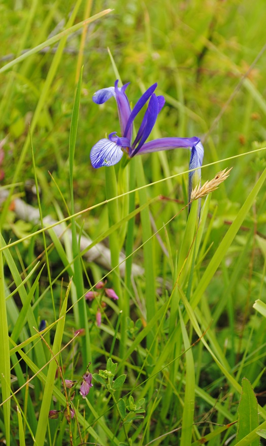 Iris lorea (=collina) / Giaggiolo meridionale