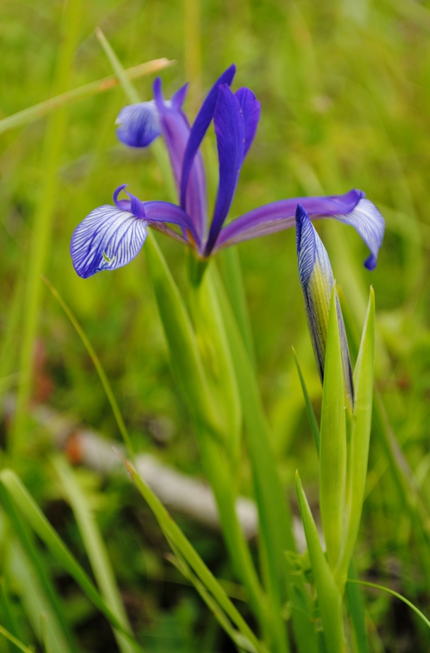 Iris lorea (=collina) / Giaggiolo meridionale