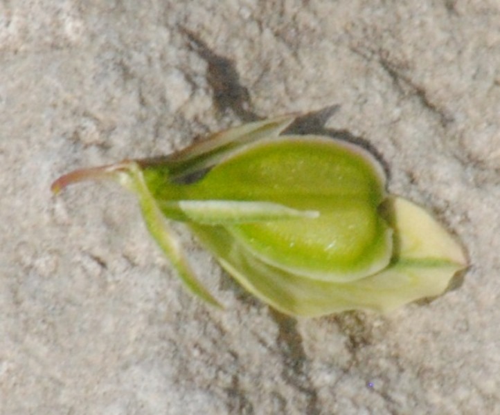 Polygala nicaeensis / Poligala di Nizza