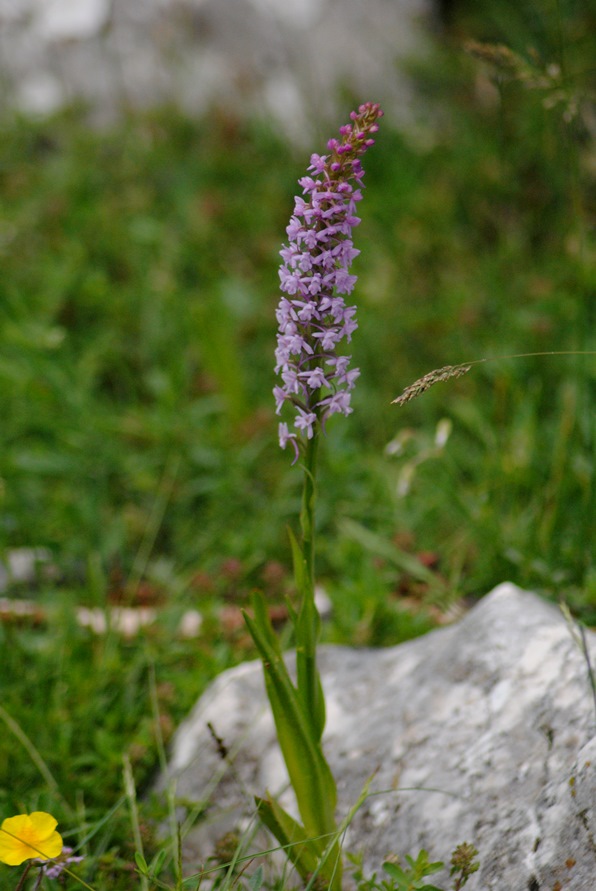 Gymnadenia conopsea