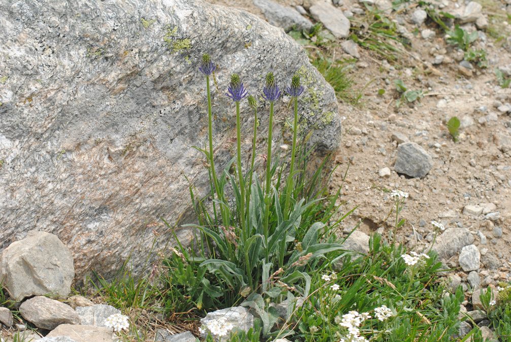 Phyteuma betonicifolium / Raponzolo a foglie di betonica