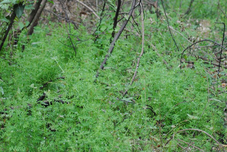 Ervum pubescens (= Vicia pubescens) / Veccia pubescente