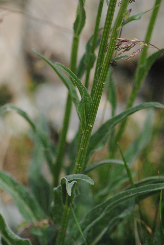 Phyteuma betonicifolium / Raponzolo a foglie di betonica