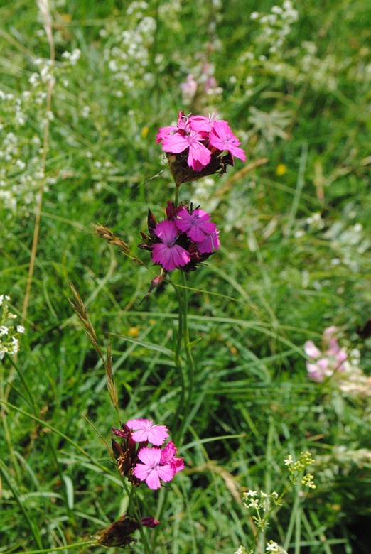 Dianthus balbisii??