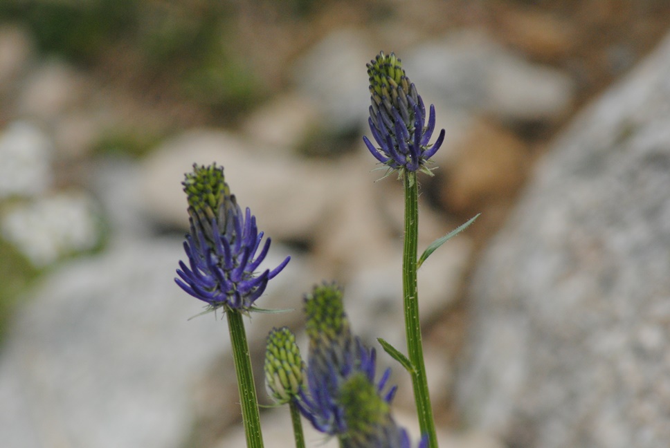 Phyteuma betonicifolium / Raponzolo a foglie di betonica