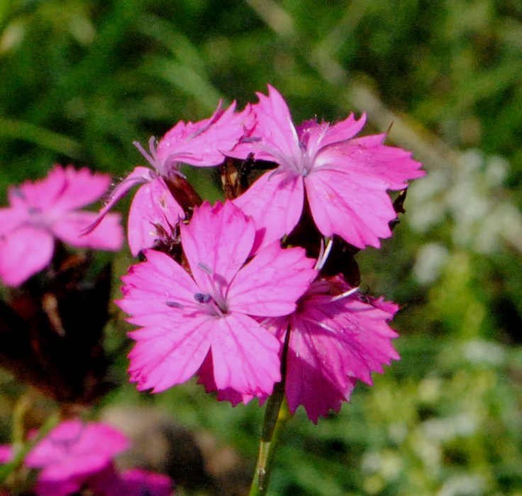 Dianthus balbisii??