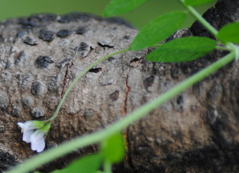 Ervum pubescens (= Vicia pubescens) / Veccia pubescente