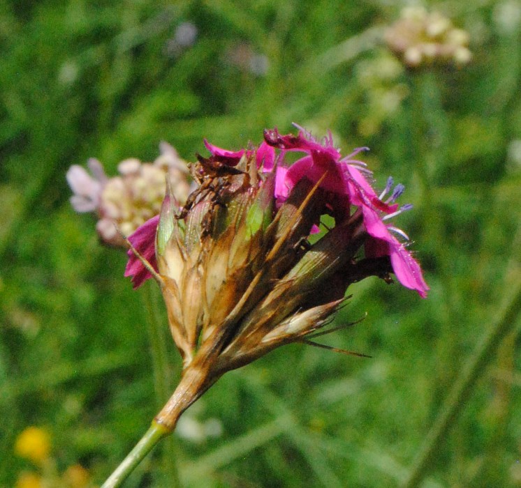 Dianthus balbisii??