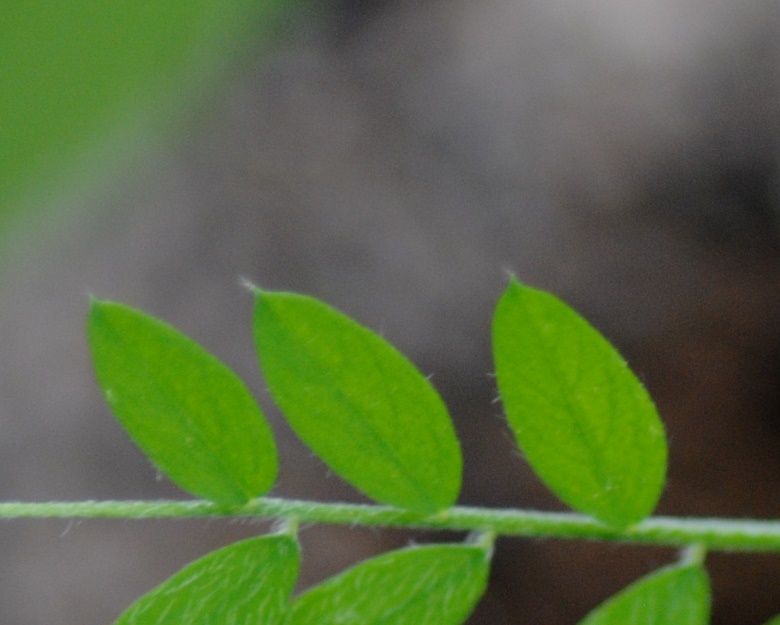 Ervum pubescens (= Vicia pubescens) / Veccia pubescente