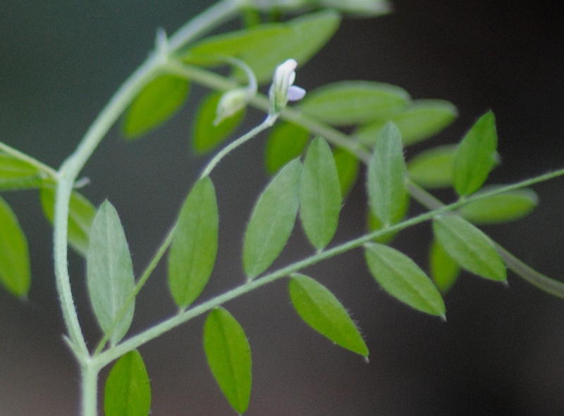 Ervum pubescens (= Vicia pubescens) / Veccia pubescente