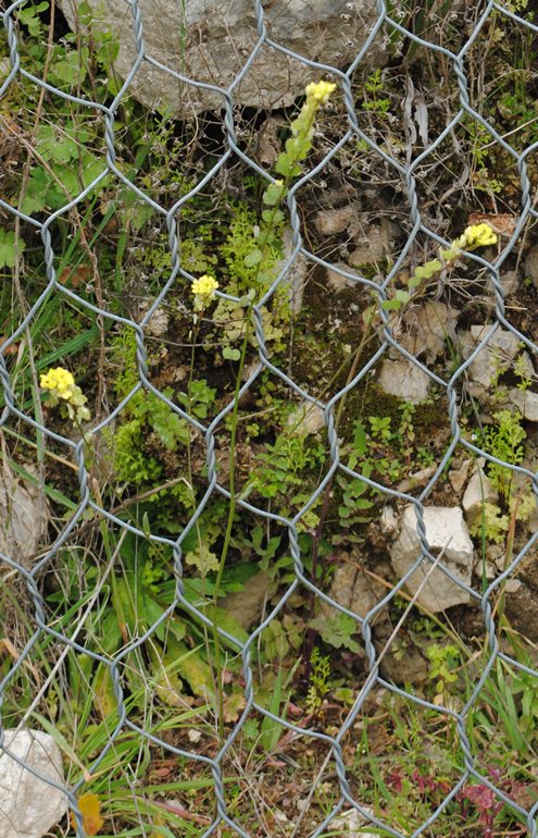 Biscutella maritima