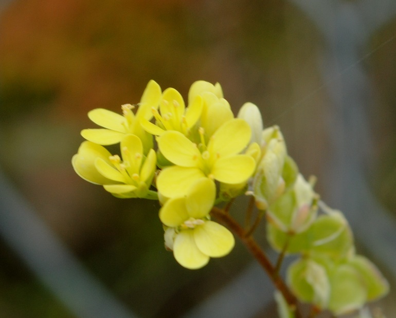 Biscutella maritima