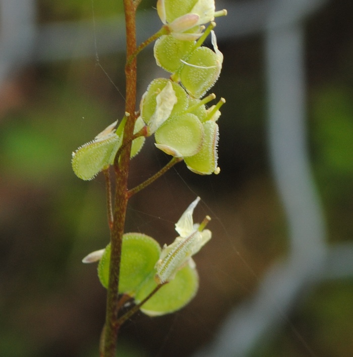 Biscutella maritima