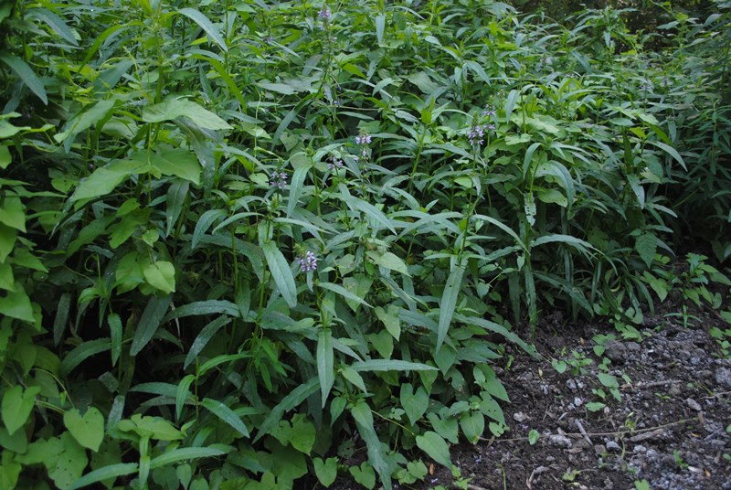 Stachys palustris